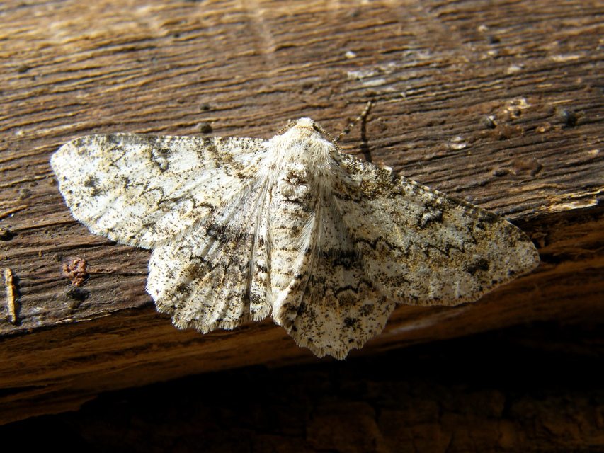 Ascotis selenaria - holdas faaraszoló