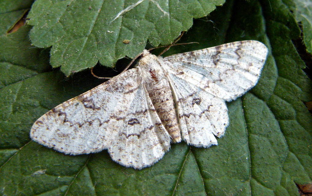 Ascotis selenaria - holdas faaraszoló