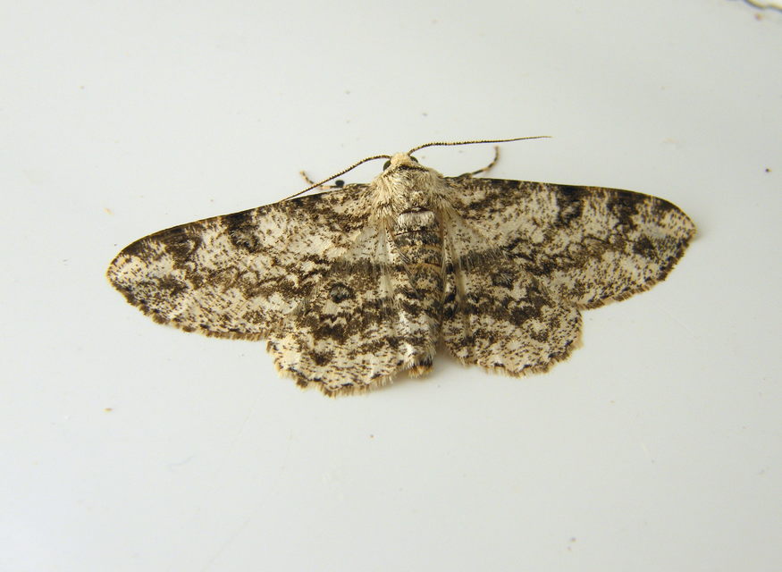 Ascotis selenaria - holdas faaraszoló