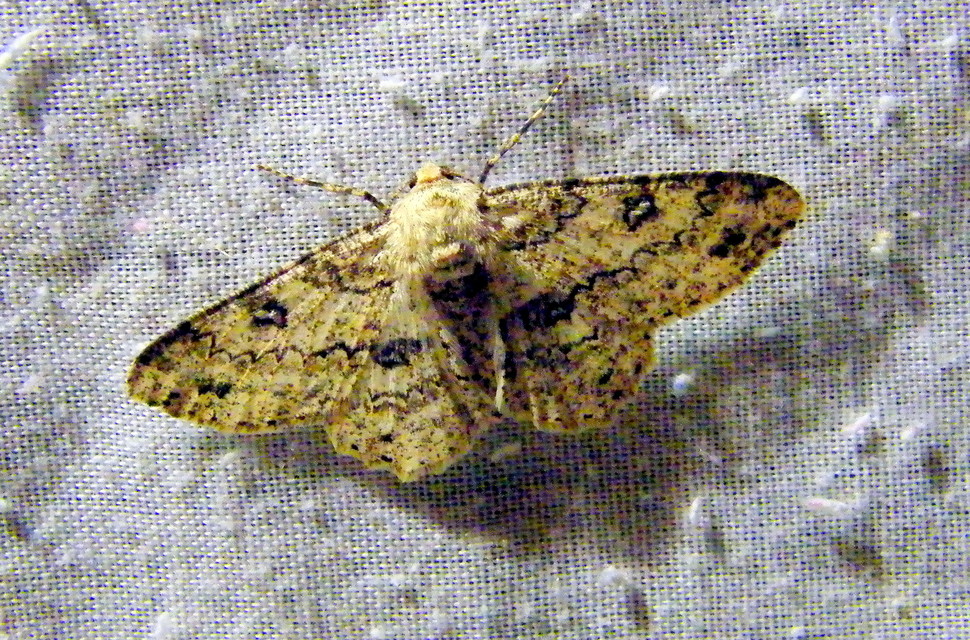 Ascotis selenaria - holdas faaraszoló
