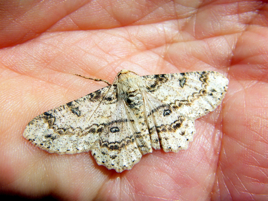 Ascotis selenaria - holdas faaraszoló