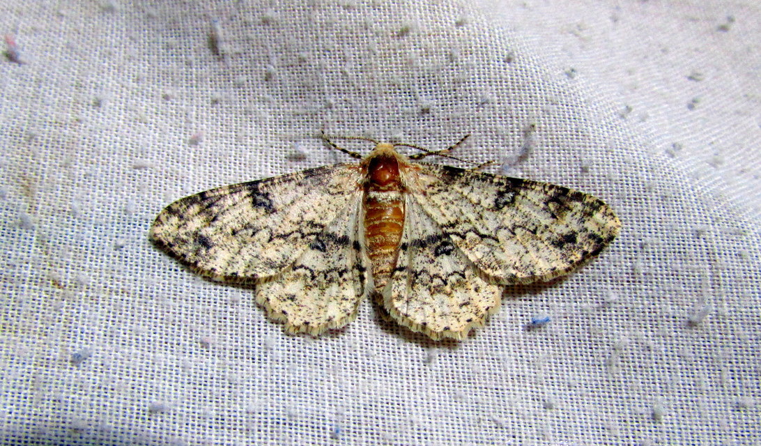 Ascotis selenaria - holdas faaraszoló