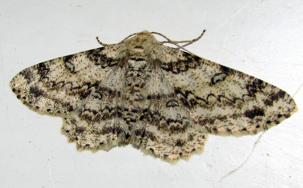 Ascotis selenaria - holdas faaraszoló