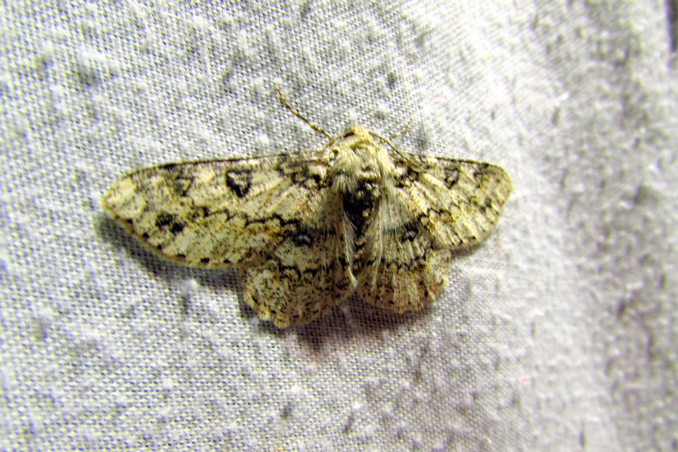 Ascotis selenaria - holdas faaraszoló
