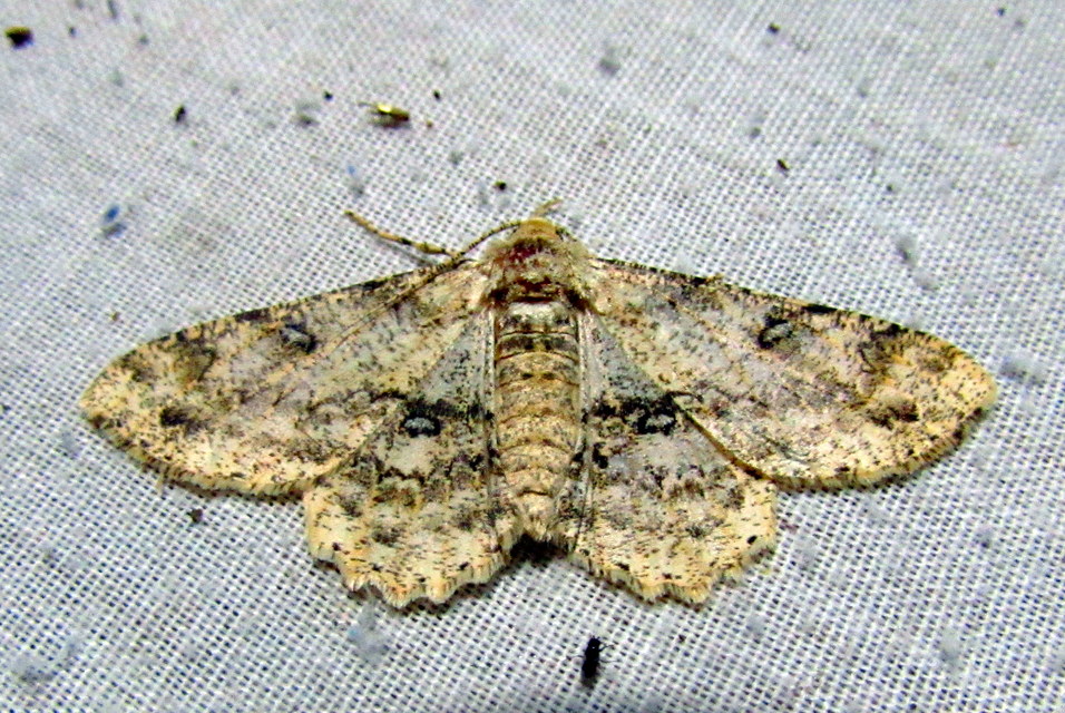 Ascotis selenaria - holdas faaraszoló