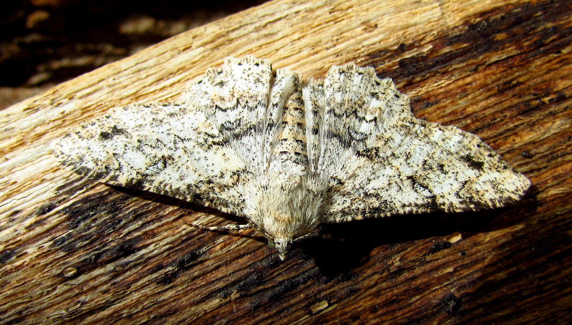 Ascotis selenaria - holdas faaraszoló