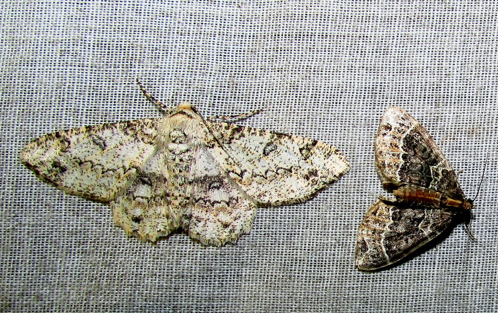 Ascotis selenaria - holdas faaraszoló