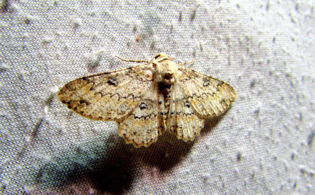 Ascotis selenaria - holdas faaraszoló
