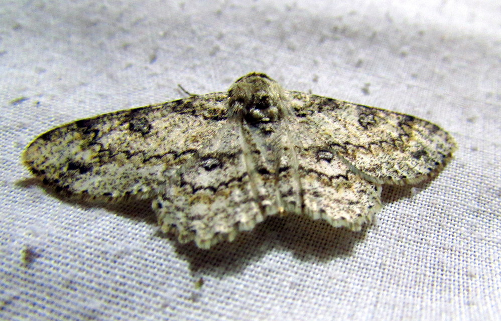 Ascotis selenaria - holdas faaraszoló