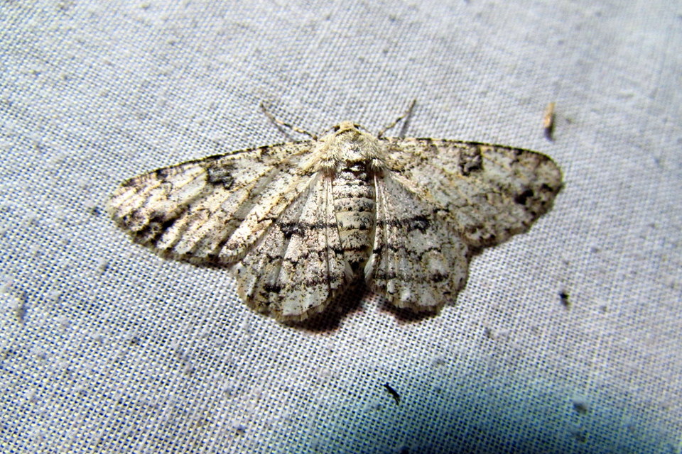 Ascotis selenaria - holdas faaraszoló