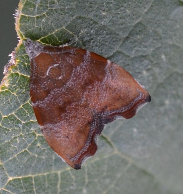 Choreutis nemorana - füge-levélmoly