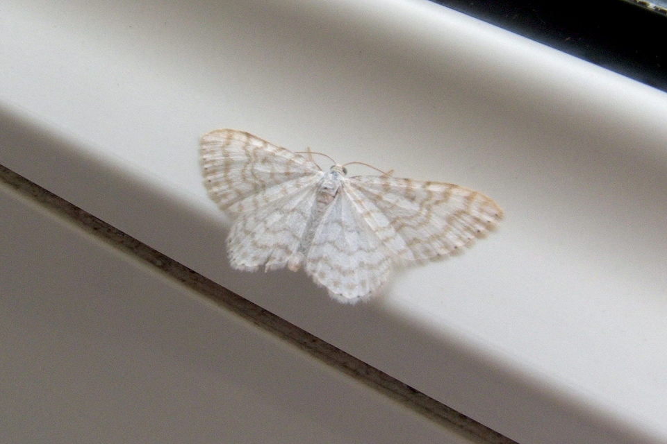 Asthena albulata - gyertyán-fehéraraszoló