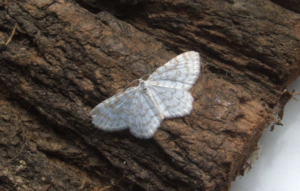 Asthena albulata - gyertyán-fehéraraszoló