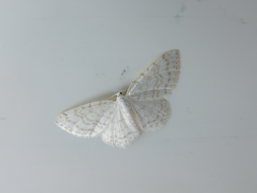 Asthena albulata - gyertyán-fehéraraszoló
