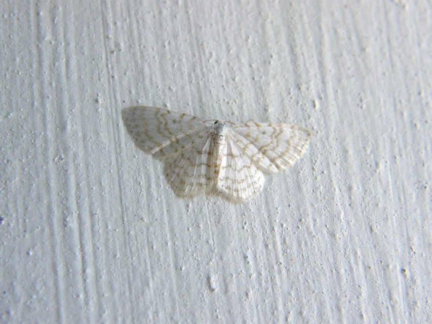 Asthena albulata - gyertyán-fehéraraszoló