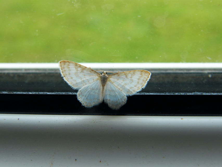 Asthena albulata - gyertyán-fehéraraszoló