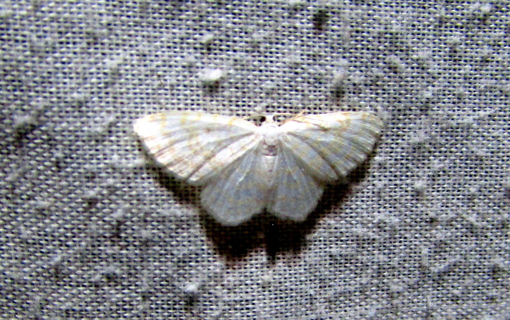 Asthena albulata - gyertyán-fehéraraszoló