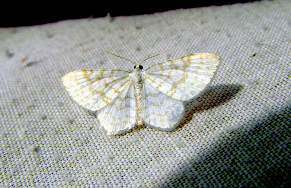 Asthena albulata - gyertyán-fehéraraszoló