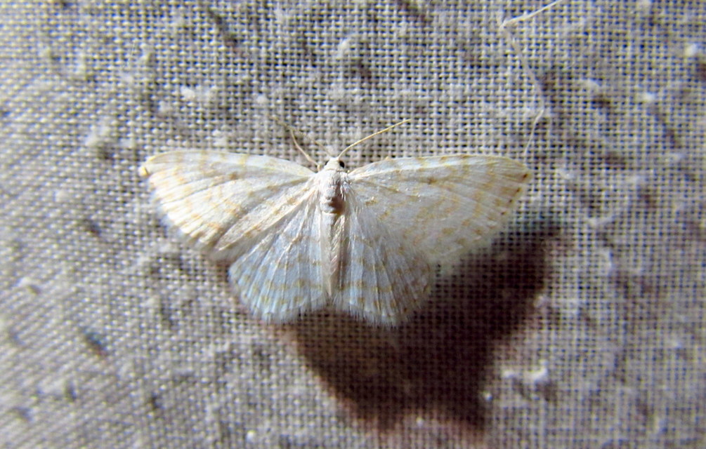 Asthena albulata - gyertyán-fehéraraszoló