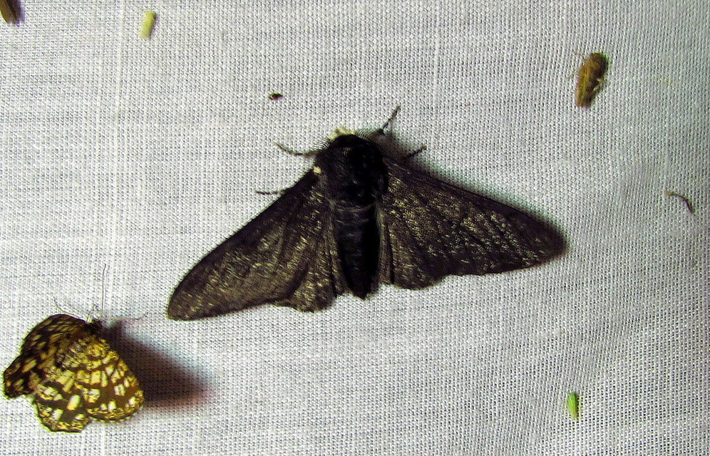 Biston betularia - szürkepettyes araszoló