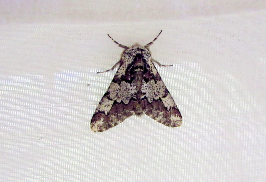 Biston strataria - barnapettyes araszoló