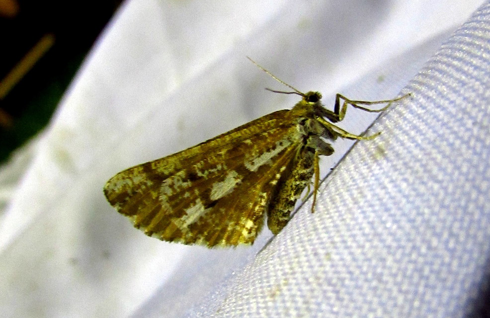 Bupalus piniaria - fenyőaraszoló