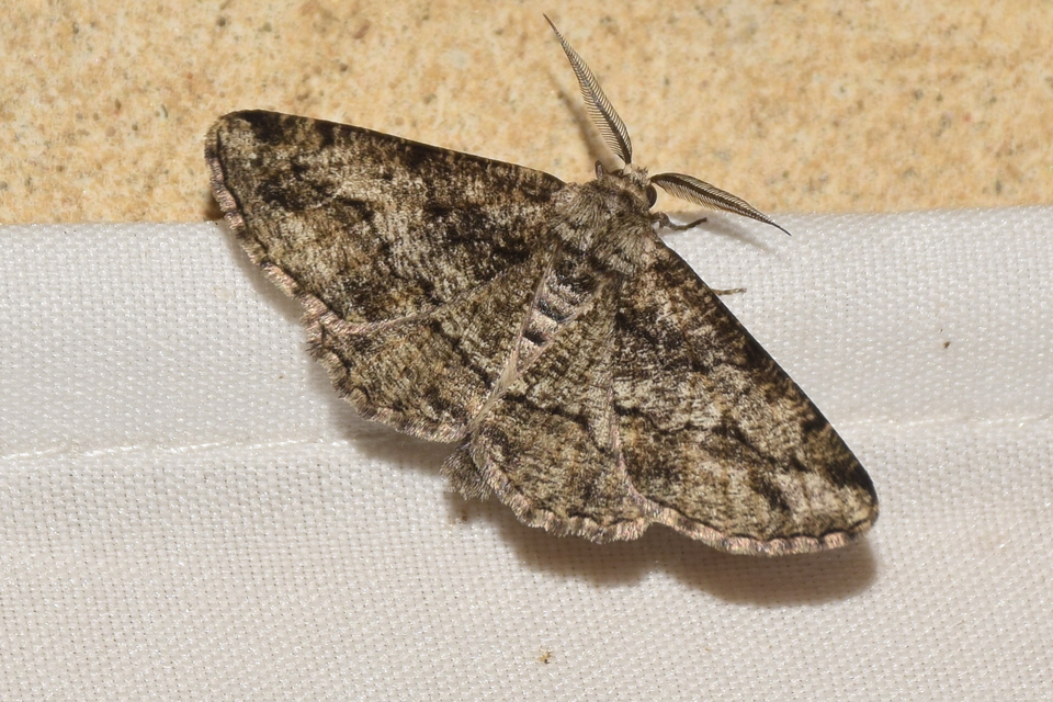 Synopsia sociaria - ürömaraszoló