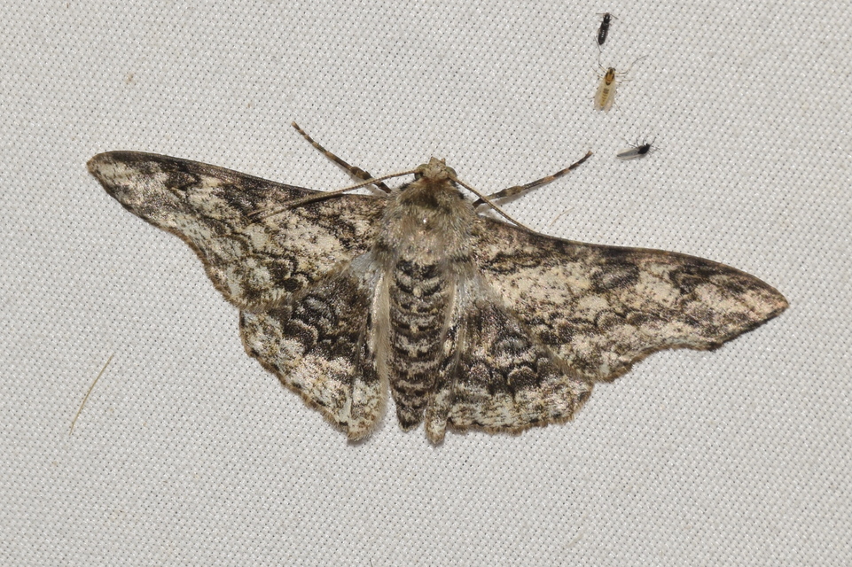 Ascotis selenaria - holdas faaraszoló