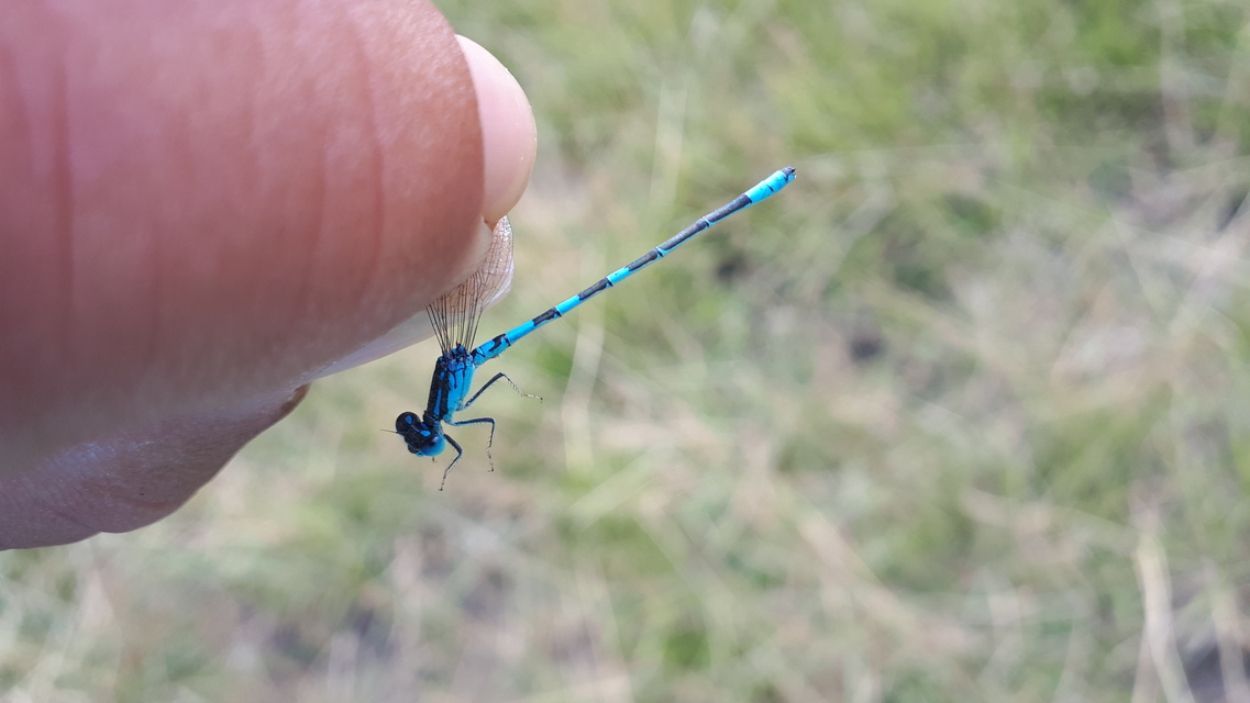 Coenagrion scitulum - mediterrán légivadász