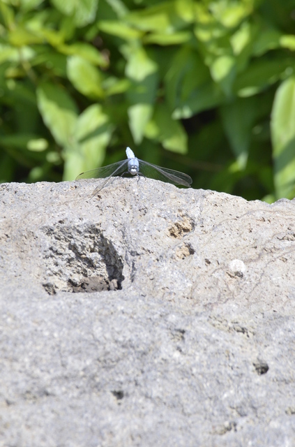 Orthetrum brunneum - pataki pásztorszitakötő