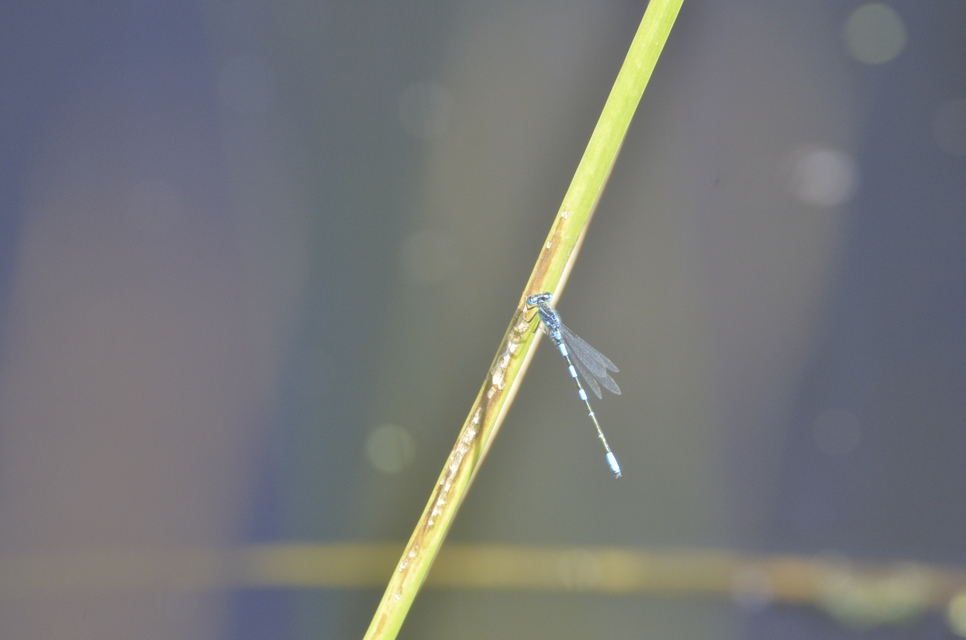 Coenagrion scitulum - mediterrán légivadász