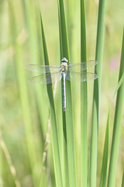 Anax imperator - zöld óriásacsa
