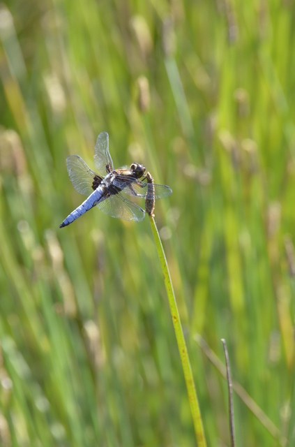 Libellula depressa - széles laposacsa