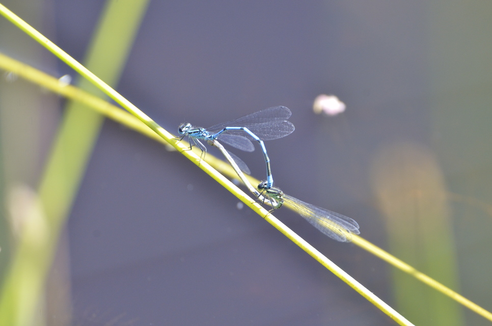Coenagrion puella - azúrkék légivadász