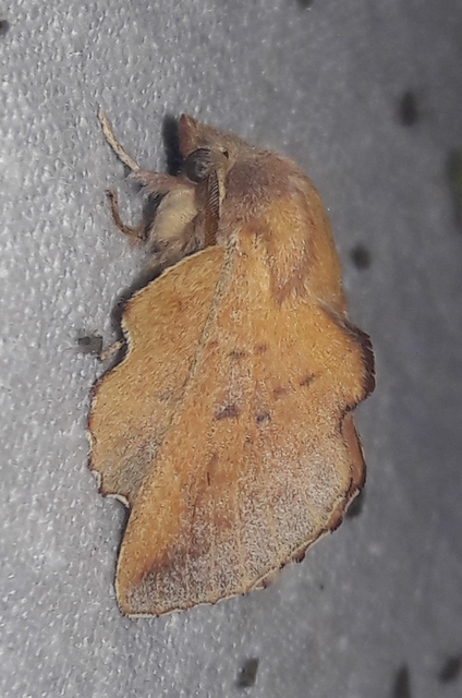 Phyllodesma tremulifolia - nyárlevélpohók