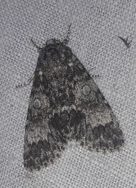 Acronicta megacephala - nagyfejű szigonyosbagoly