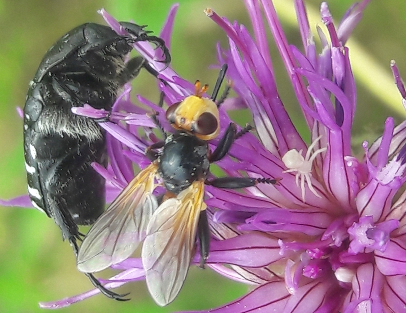 Conopidae - fejeslegyek