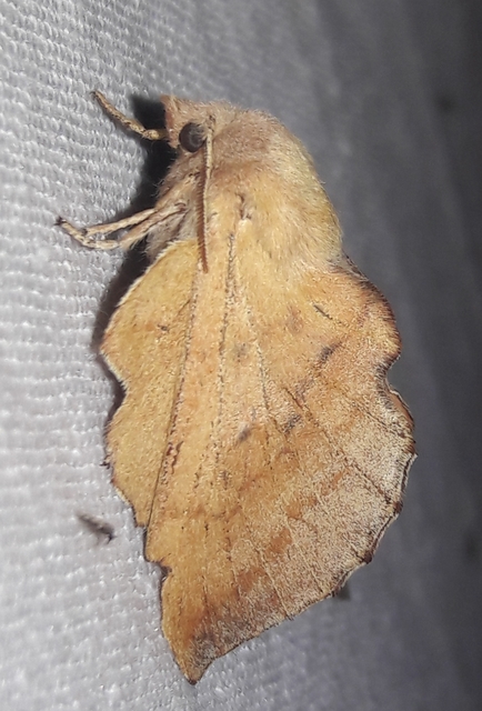 Phyllodesma tremulifolia - nyárlevélpohók