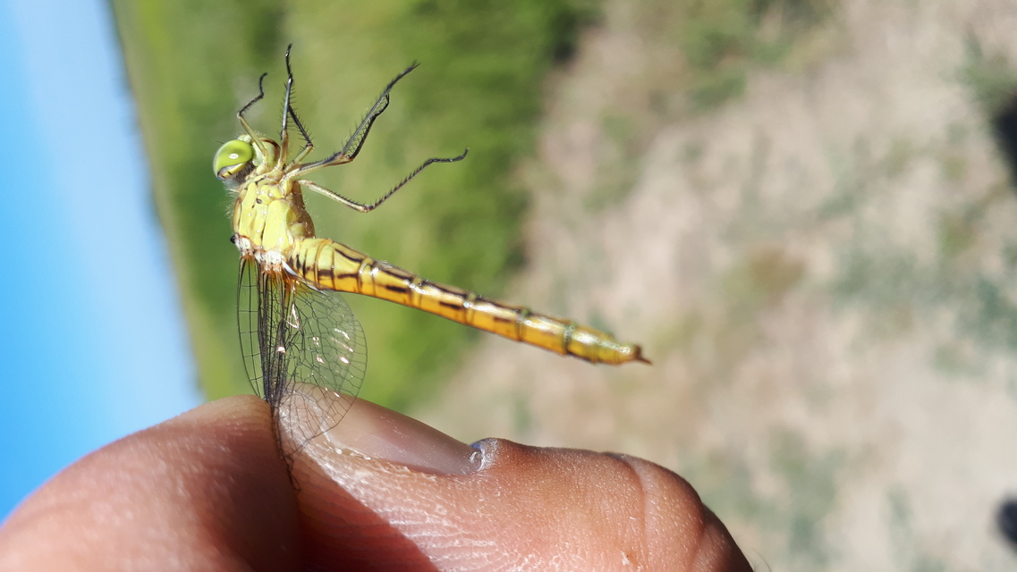 Sympetrum meridionale - fakó katona-szitakötő