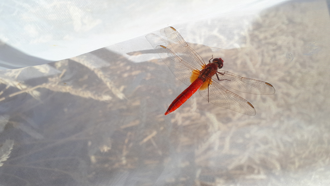 Crocothemis erythraea - skarlát szitakötő