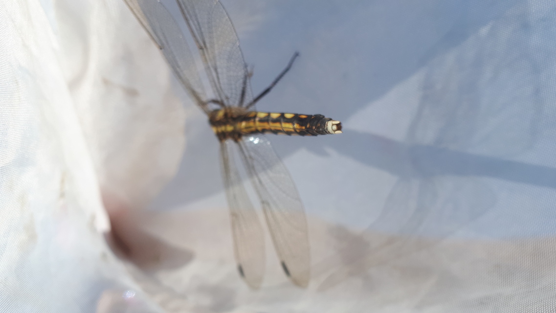 Orthetrum albistylum - fehérfarkú pásztorszitakötő