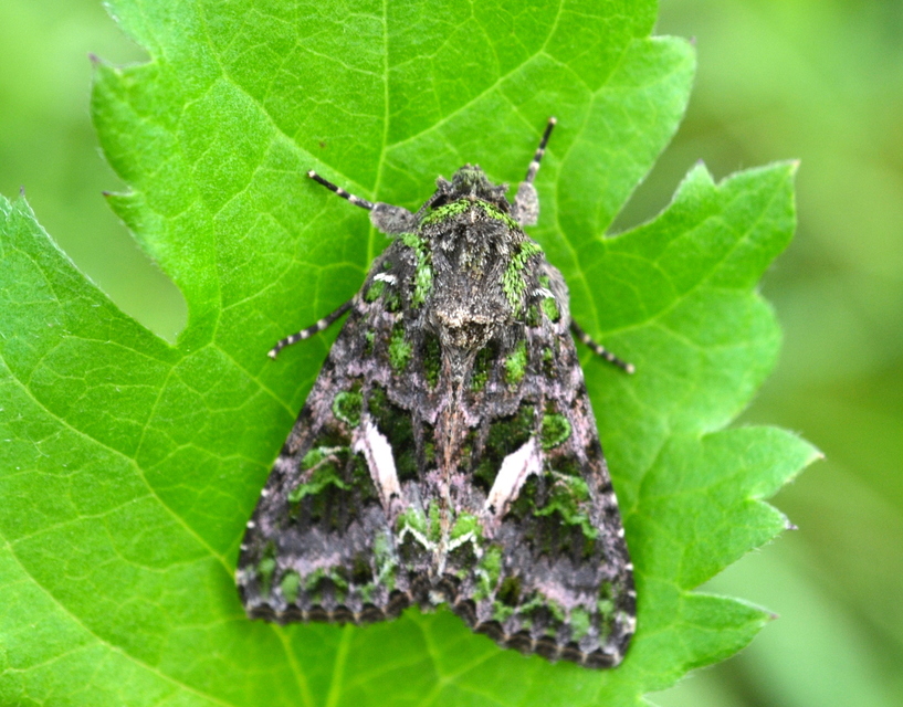 Trachea atriplicis - nyári zöldbagoly