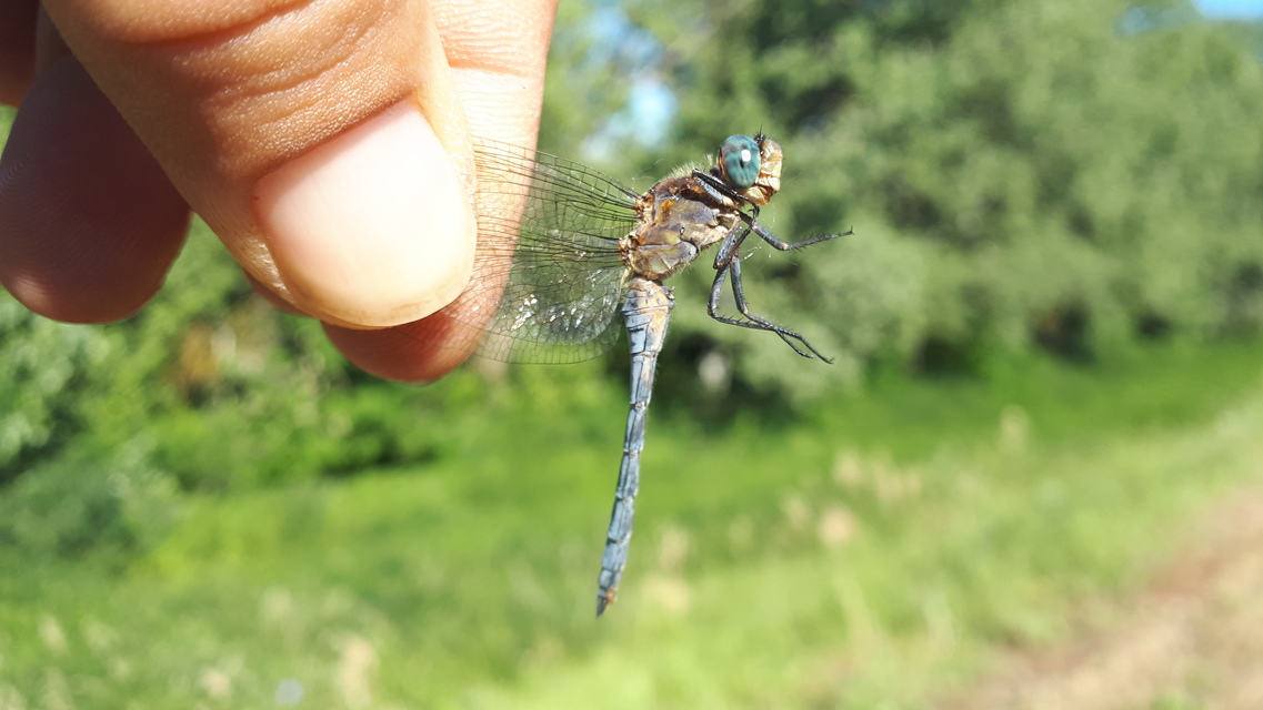 Orthetrum coerulescens - karcsú pásztorszitakötő