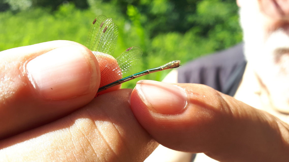 Lestes sponsa - lomha rablószitakötő