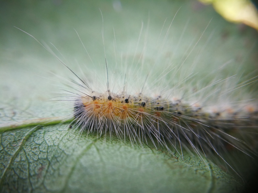 Hyphantria cunea - amerikai fehér medvelepke