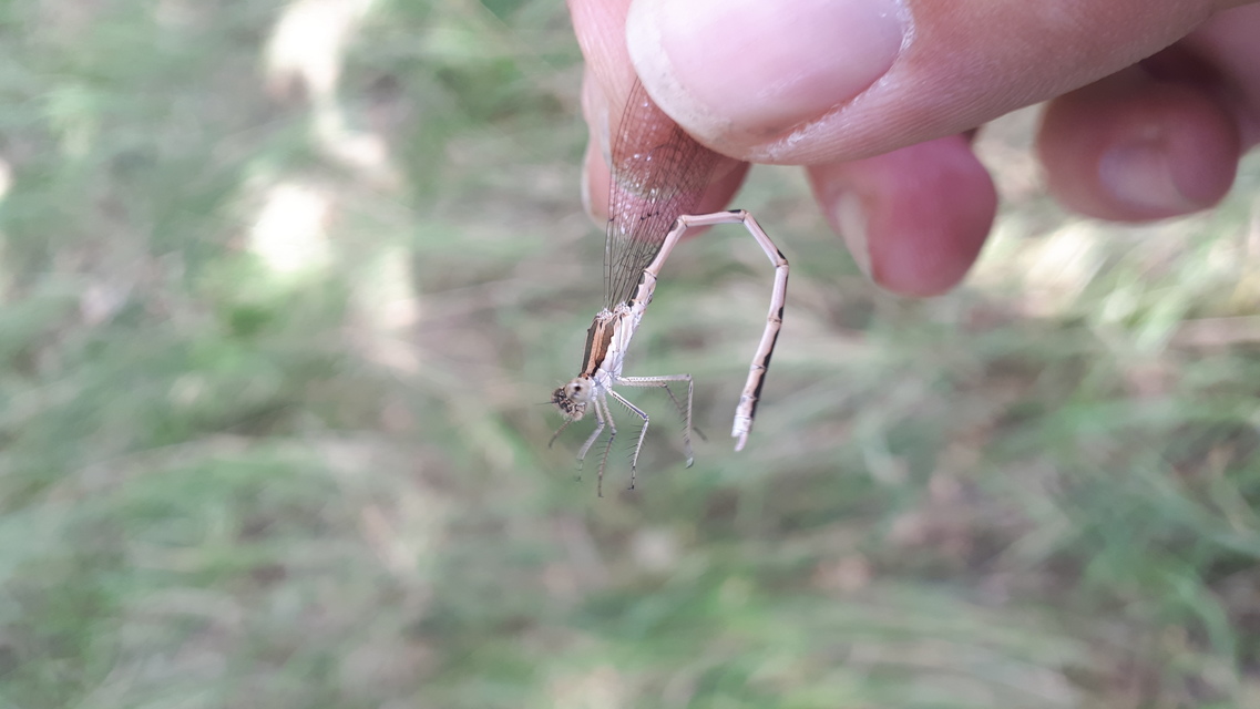 Sympecma fusca - téli rablószitakötő