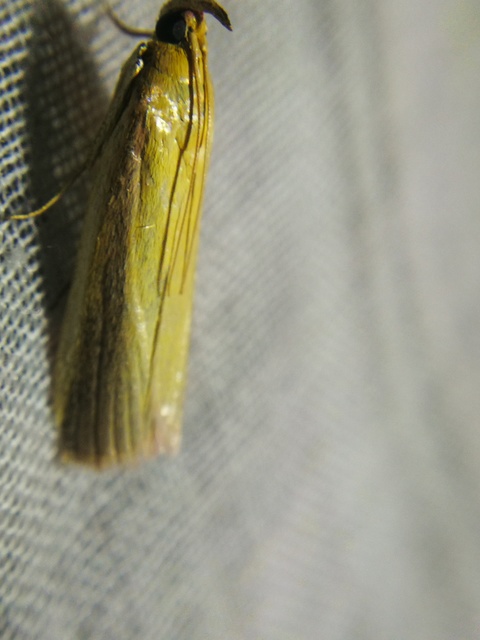 Oncocera semirubella - lucernamoly
