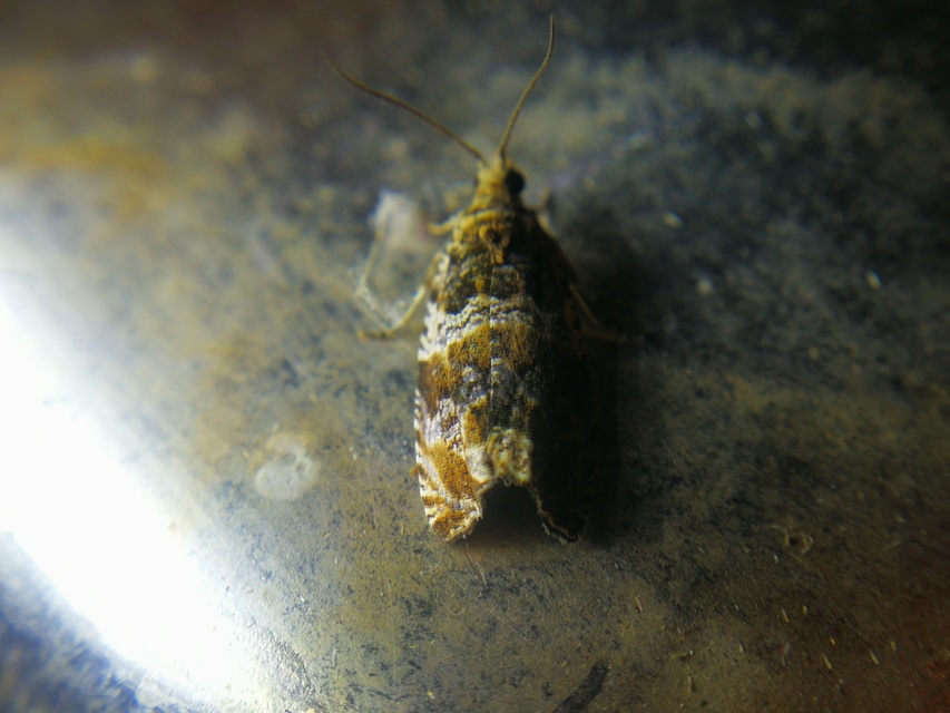 Celypha