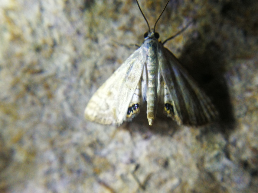 Cataclysta lemnata - békalencsemoly
