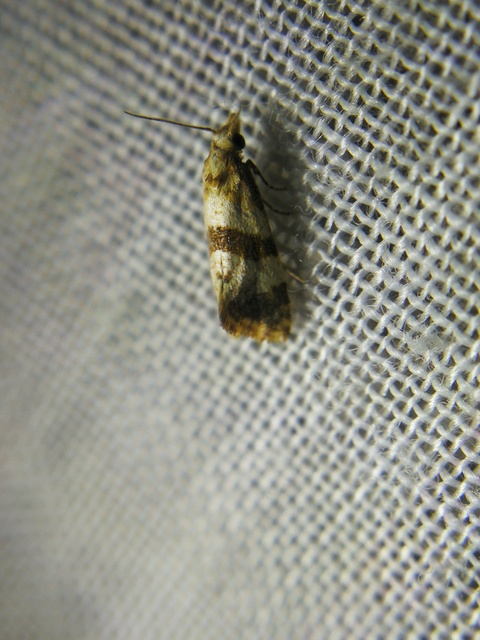 Phalonidia contractana - pipitér-fúrómoly